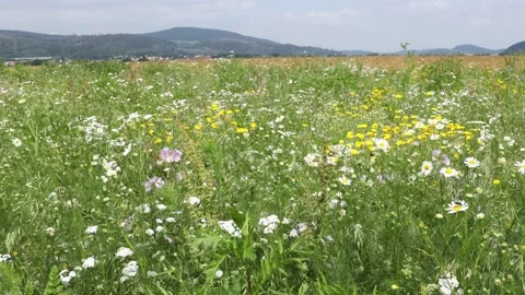 A Field of Wild Flowers Stock Footage 156208330