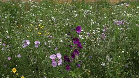 A Field of Wild Flowers Stock Footage 156208540