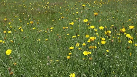A Field of Wild Flowers Stock Footage 156208771