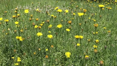 A Field of Wild Flowers Stock Footage 156209647