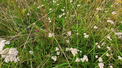 A field of wild flowers. Stock-Footage 316523864