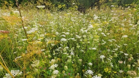 A field of wild flowers. Vídeos de archivo 316523960