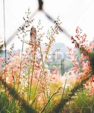 Field of wild flowers Stock Photos