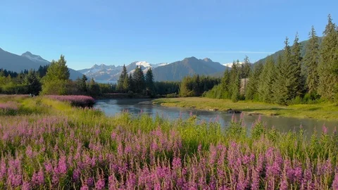 Field of wild flowers by a river in front of snowy mountains Stock Footage 100511130
