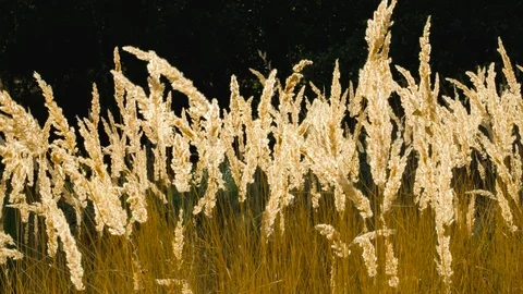 Field Of Wild Grass With Backlight Dancing In The Wind 스톡 동영상 94798529