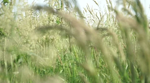 Field wild grass 스톡 동영상 50034633