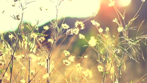 Field of wild grass over sun flare, Nature background. Landscape, wild flowers Stock Footage 307230388