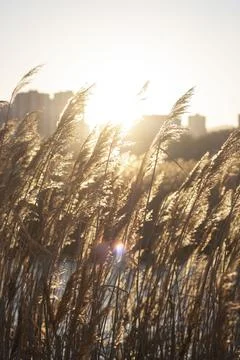 Field of wild grass Stock Photos