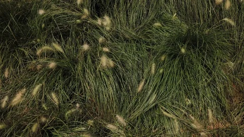 Field with wild green grass. Stock Footage 124643431