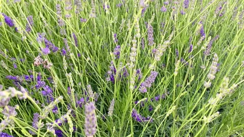 Field of wild lavender in bloom. Stock Footage 312703260
