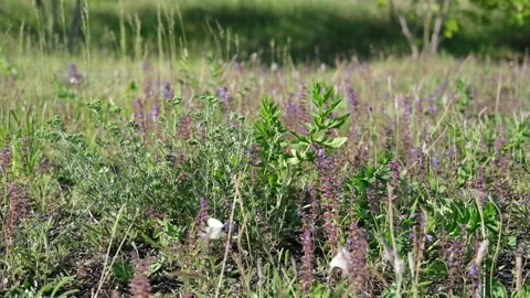 A field with wild lavender flowers and white butterflies fluttering from flower Stock Footage 201328024