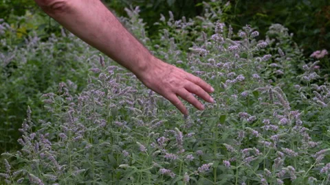 Field of Wild Mint in slight breeze (Mentha longifolia), aromatic Stock Footage 159194865