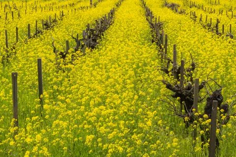 Field of wild mustard in bloom at a vineyard in the spring, Sonoma Valley, Ca Stock Photos