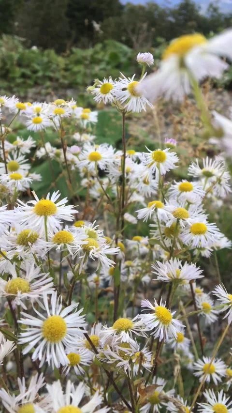Field of wild oxeye chamomile flowers Stock Footage 318178983