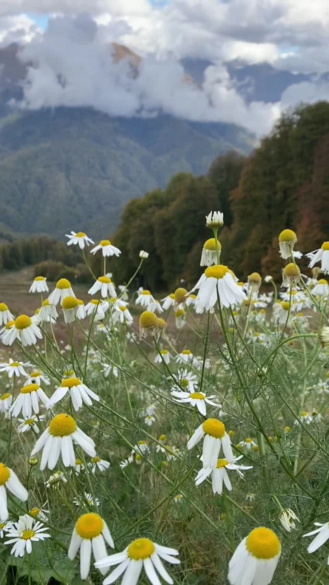 Field of wild oxeye chamomile in the mountains covered with clouds. Stock Footage 303989620