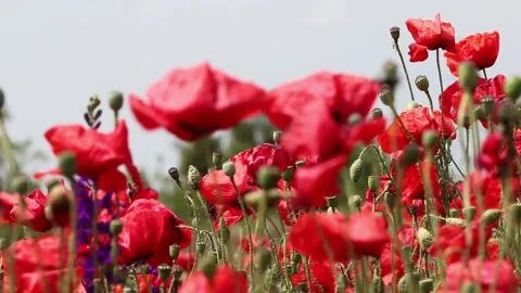 Field of wild red poppies located on the beach near the village of Tyulenovo Stock Footage 132255449