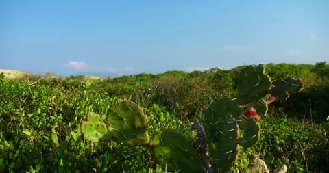 Field of Wild Shore Plants Stock Footage 247336659