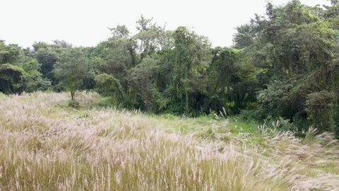 Field With Wild Sugarcane And Forest In Rural Bangladesh - Parallax Effect 스톡 동영상 321672507