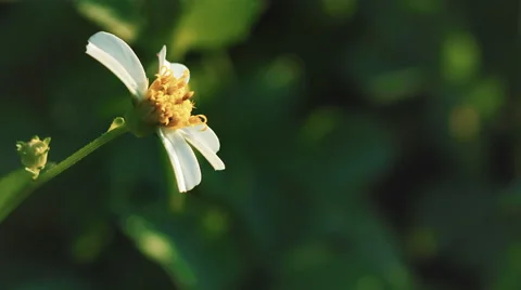 Field of Wildflowers in 4K Stock Footage 56350766