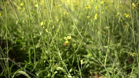 Field of wildflowers with bees Stock Footage 123362253