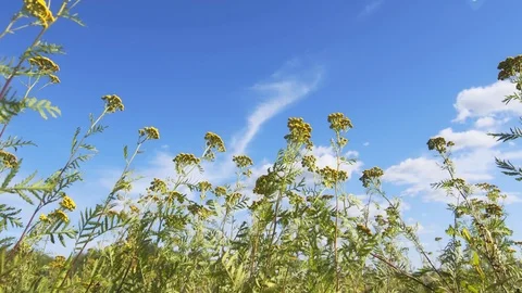 Field of Wildflowers in a Breeze from Low Angle Perspective Видео 102503803