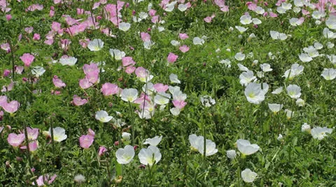 Field of Wildflowers Video stock 23709021