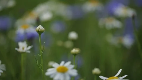 Field of Wildflowers Stock Footage 75843688