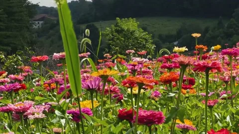 Field of wildflowers Stock Footage 159569987
