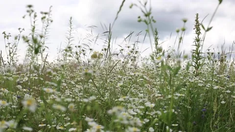 A field of wildflowers Stock Footage 340810407