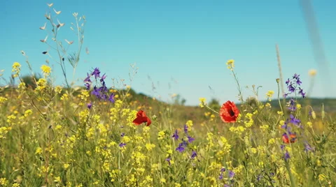 Field of wildflowers with poppies, green grass and yellow flowers closeup. RAW Stock Footage