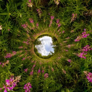 Field of willow-tea on a cloudy day. Tiny planet spherical 360 panorama Stock Photos