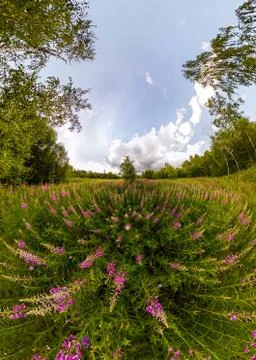 Field of willow-tea on a cloudy day. Wide-angle panorama Stock Photos