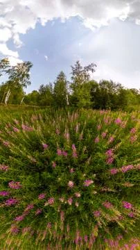 Field of willow-tea on a cloudy day. Wide-angle panorama Stock Photos