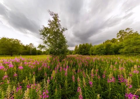 Field of willow-tea on a cloudy day. Wide-angle panorama Stock Photos