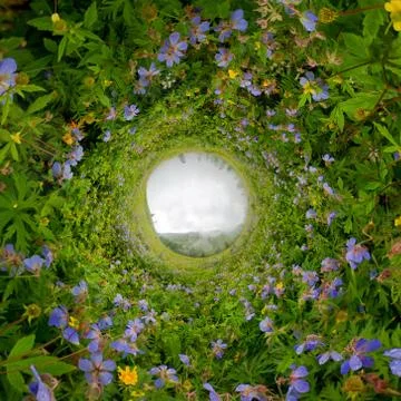Field of willow-tea on a cloudy day. Spherical 360-degree vr panorama. Tiny Stock Photos