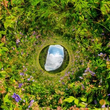 Field of willow-tea on a cloudy day. Spherical 360-degree vr panorama. Tiny Stock Photos