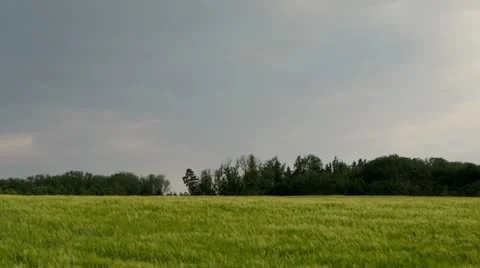 Field in Wind 스톡 동영상 18197364