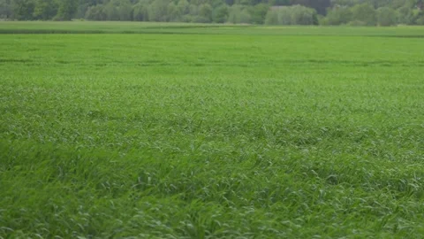 Field in the wind Stock Footage 148053890