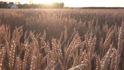Field in the wind Video stock 148236651