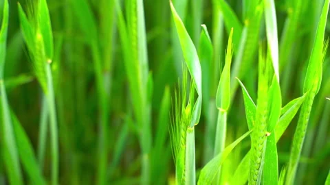 Field in the Wind Stock Footage 157552293
