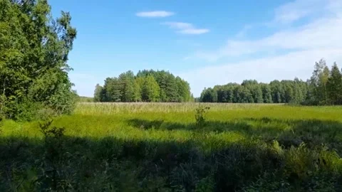 A field on a windy summer day Video stock 220783244