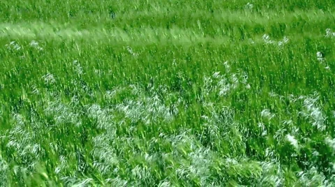 Field in the windy weather. Stock Footage 6354516