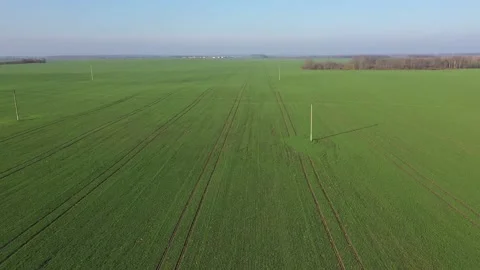 Field with winter crops. The quadcopter rises smoothly Video stock 119921685