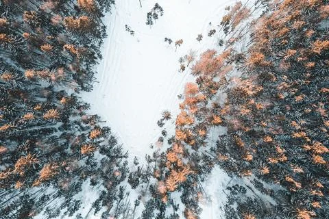 Field in winter forest from drone Foto stock