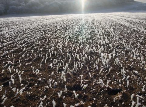 Field in Winter Stock Photos