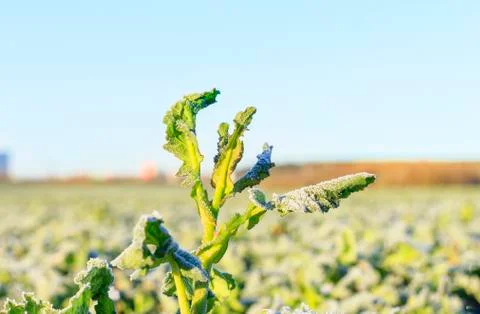 The field of winter rape Stock Photos