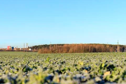 The field of winter rape Stock Photos