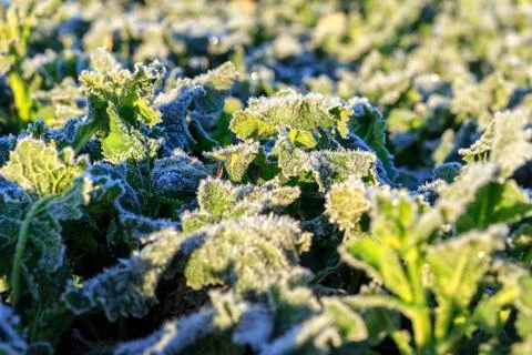 The field of winter rape Stock Photos