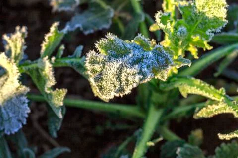 The field of winter rape Stock Photos
