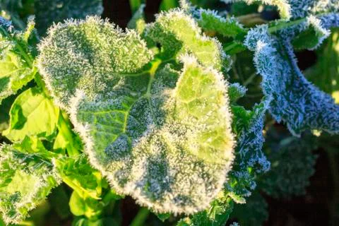 The field of winter rape Stock Photos